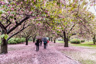 Footpath in park