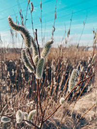 Close-up of dry plants on land