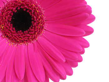 Close-up of pink flowers