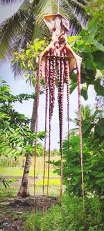 Low angle view of coconut palm tree