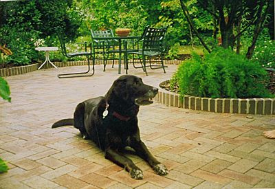 Black dog on chair