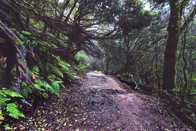 Narrow road along trees in forest