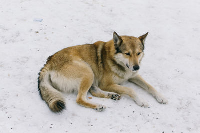 High angle view of wolf lying on snow