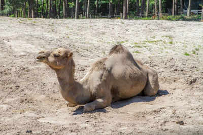 Side view of a sheep on sand