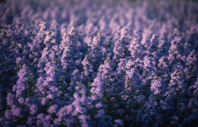 Close-up of purple flowering plants