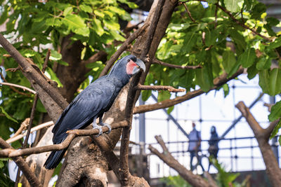 Palm cockatoo bird with black feather perched on wooden branch tree in zoo