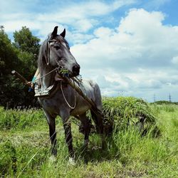 View of a horse on field