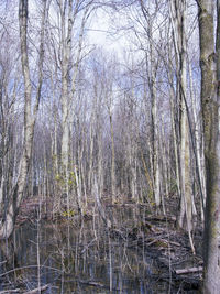 View of bare trees in lake