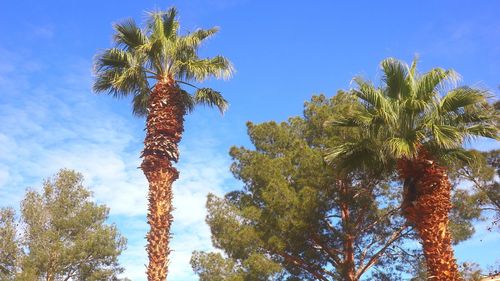 Low angle view of coconut palm tree against blue sky