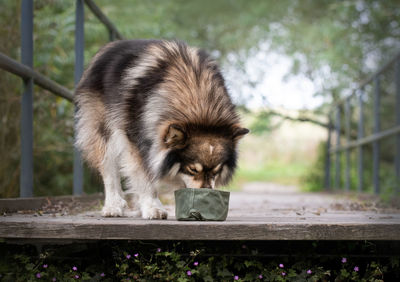 A finnish lapphund dog drinking water from green bowl outdoors