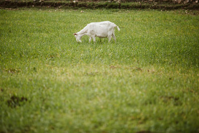 Sheep in a field