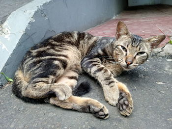 High angle view of cat resting