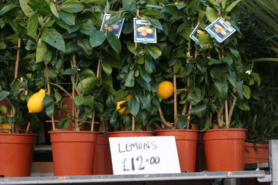 Close-up of plants