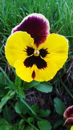 Close-up of yellow flower blooming outdoors