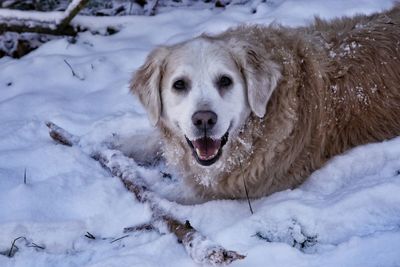 Close-up portrait of dog on snow field