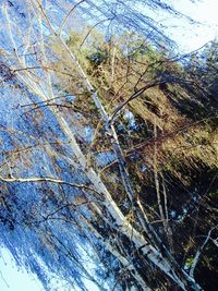 Low angle view of trees