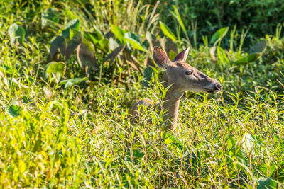 Lizard on a field