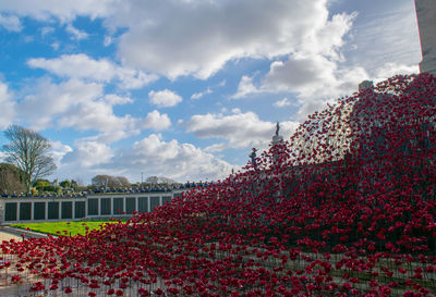 Red flowers growing on tree against sky