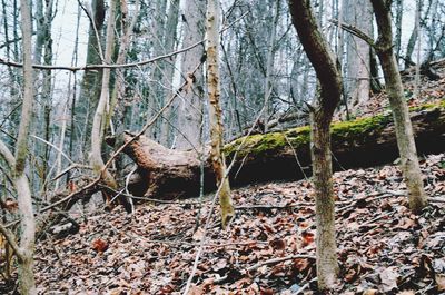 Bare trees in forest