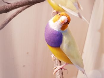 Close-up of a bird perching