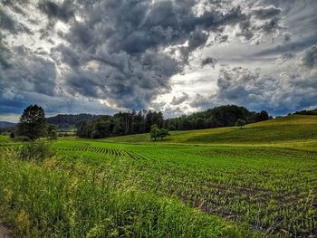 Scenic view of agricultural field against sky
