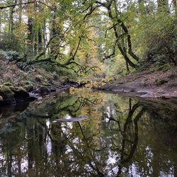 Reflection of trees in lake