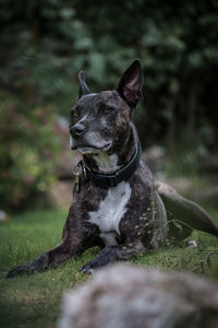 Portrait of dog sitting on grassy field