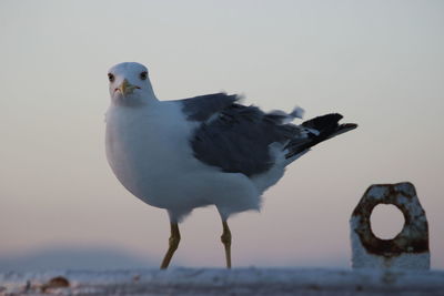 Close-up of seagull perching against clear sky