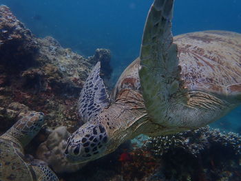Close up turtle