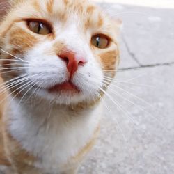 Close-up portrait of a cat