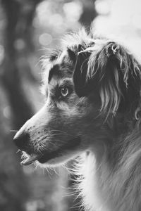 Close-up of cute dog in black and white