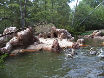 Ducks on rock by river in forest
