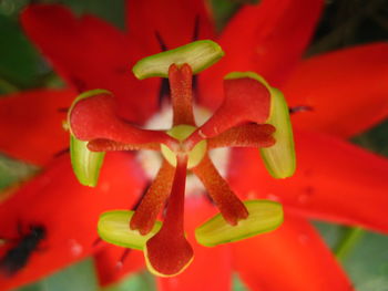 Close-up of red flower