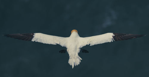 Low angle view of seagull flying