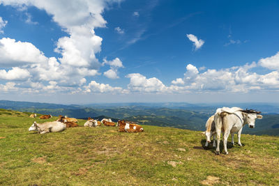 Horses in a field