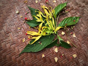 High angle view of green leaves on table