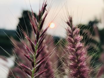 Close-up of flowering plants during sunset