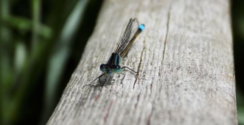 Close-up of damselfly on wood