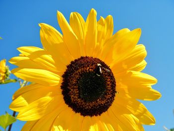 Low angle view of bee on yellow sunflower during sunny day