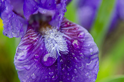 Close-up of wet purple flower