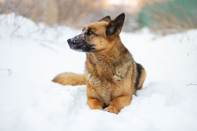 The dog lies on the white snow. the east european shepherd dog feels great in winter 