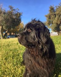 Close-up of dog sitting on field