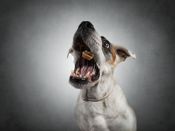 Close-up of a dog looking away