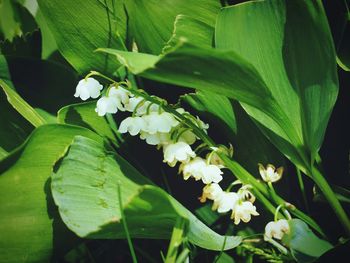 Close-up of white flowering plant