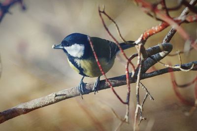 Close-up of bird perching on branch