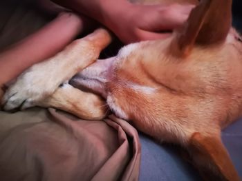 Close-up of a dog sleeping