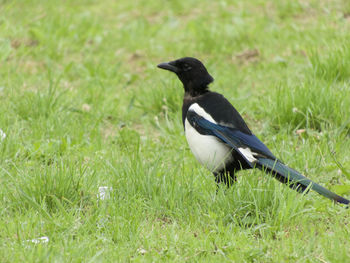 Bird perching on a field