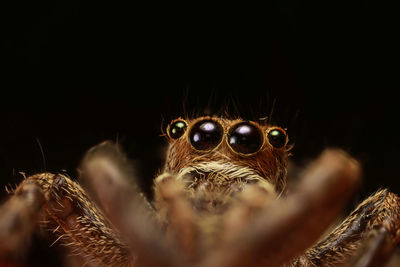 Close-up of jumping spider against black background