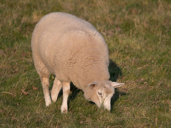 Sheep grazing in a field