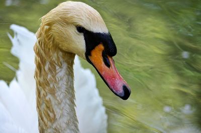 Close-up of swan swimming in lake